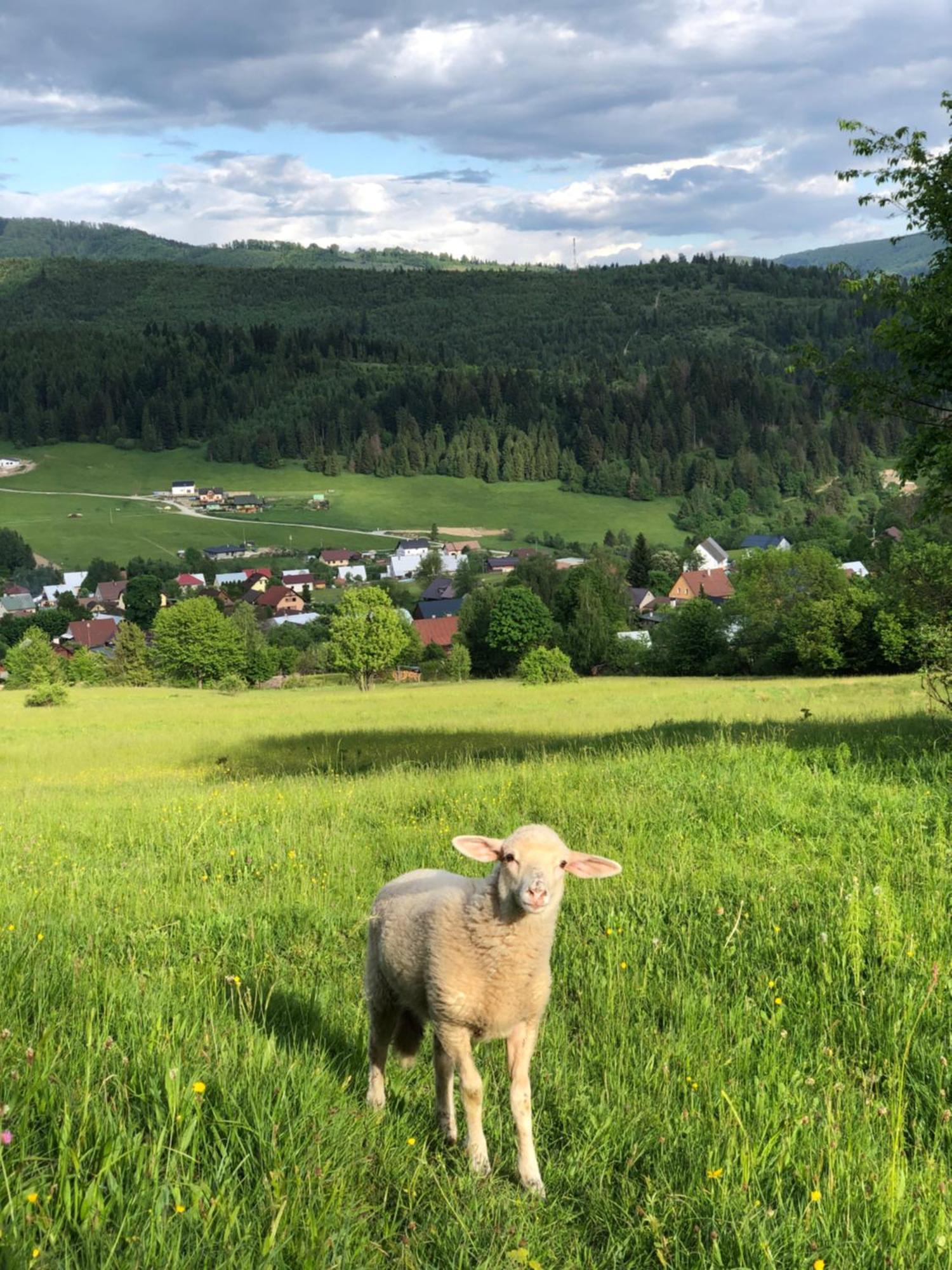 Villa Acko Oscadnica Esterno foto